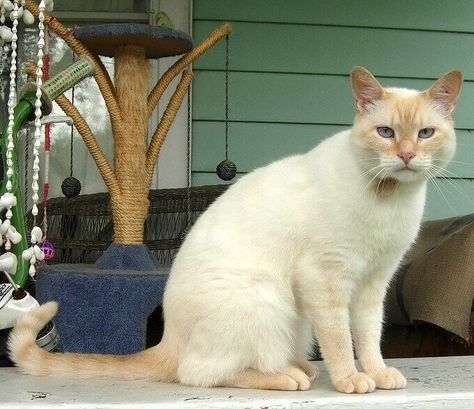 Cream Colored Cat, Butterscotch Fudge, Skippy Peanut Butter, Fawn Colour, Kitty Kitty, Cat Names, Cat Portraits, Cream Beige, Kitty Cats