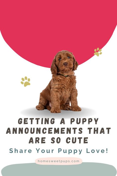 Dog Announcement Puppies, Puppy Introduction Photos, Cute Puppy Announcement Ideas, New Puppy Announcement Instagram, Surprise Puppy Reveal, Puppy Surprise Ideas, Getting A Puppy Announcement, Puppy Reveal Ideas, Puppy Gender Reveal