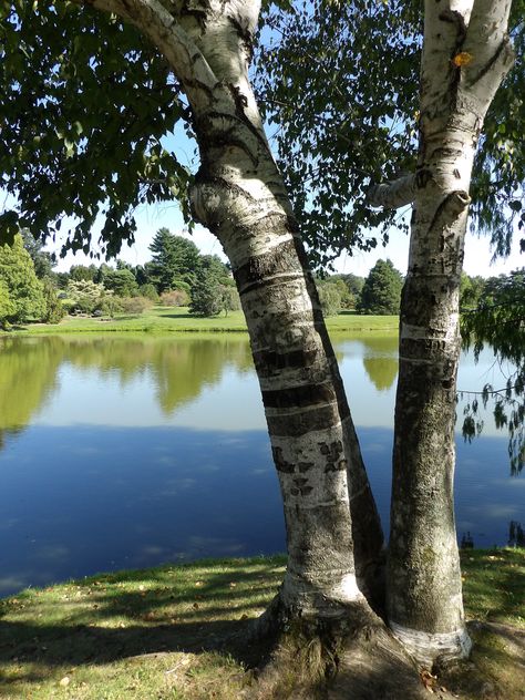 Dawes Arboretum, Newark, Ohio Newark Ohio, Ohio Travel, Tree Trunk, Ohio, Plants, Travel