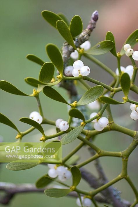 Viscum album - Mistletoe Mistletoe Photography, Winter Reference, Mistletoe Photo, Mistletoe Images, Winter Botanicals, Mistletoe Plant, Christmas Botanicals, Seaglass Jewellery, Hair Ornaments Wedding