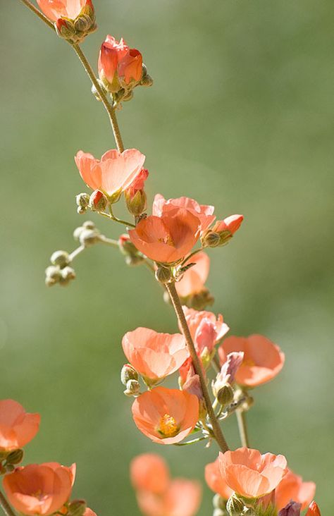 Desert Globemallow The two-toned color palette and simple composition caught my eye here. A shallow depth-of-focus made the flower stalk "pop" by keeping the background soft.   This flower is native to the desert Southwest. I found it at the Arizona-Sonora Desert Museum in Tucson. Dessert Flower Tattoo, Desert Wildflower Tattoo, Arizona Desert Flowers, Globemallow Tattoo, Plant Reference Photos, Desert Flower Tattoo, Textiles Aesthetic, Desert Globemallow, Arizona Flowers