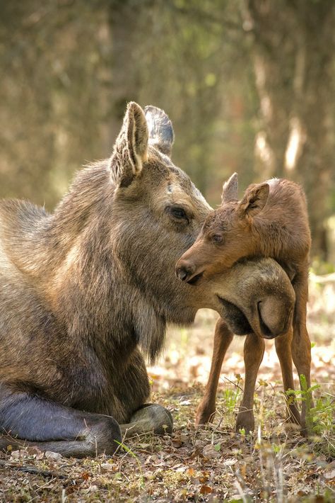 Moose Pictures, Deer Species, Deer Family, Animal Wallpaper, Sweet Animals, Cute Little Animals, Photo Contest, 귀여운 동물, Animals Friends