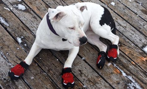 DIY Dog Booties: 11 Tutorial Plans 1 Italian Greyhound Rescue, Dog Winter Boots, Dog Snow Boots, Paw Protector, Dog Booties, Dog Boots, Dog Socks, Felt Dogs, Paw Pads