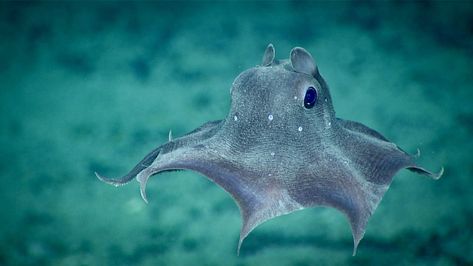 Deep-sea creatures have adapted many unique (and often extremely unusual) ways to live in the deep ocean. Types Of Octopus, Octopus Species, Giant Isopod, Deep Sea Animals, Vampire Squid, Goblin Shark, Dumbo Octopus, Molluscs, Deep Sea Creatures