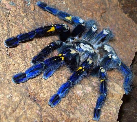 Critically endangered Gooty Sapphire Ornamental tarantula - Imgur Poecilotheria Metallica, Pet Aesthetic, Pet Tarantula, Arachnids Spiders, Tarantula Spider, Pet Spider, Cool Bugs, Spider Tattoo, Beautiful Bugs