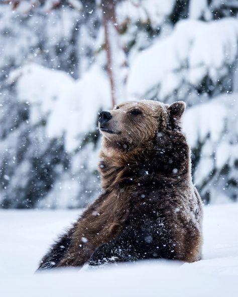 Hibernation Aesthetic, Grizzly Bear Aesthetic, Tundra Animals, Bear Hibernation, Hibernating Bear, Winter Hibernation, Deep Winter Colors, Grizzly Bears, Snow Photography