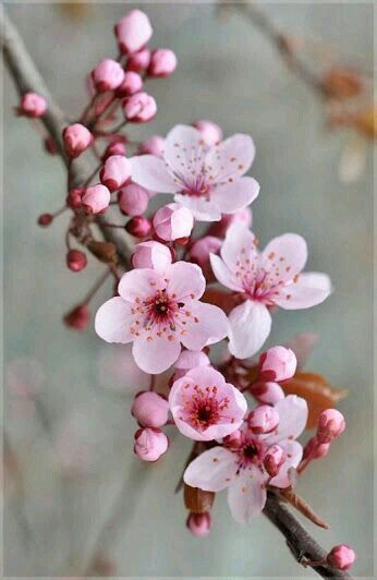 Flores Cherry Flower, Cherry Blossom Art, Blossoms Art, Cherry Blossom Flowers, Cherry Blossom Tree, Blossom Trees, Blossom Flower, Flowers Nature, Flower Photos