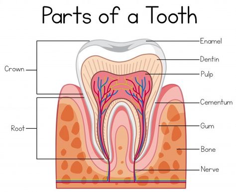 Teeth tooth anatomy Vectors, Photos and PSD files | Free Download Teeth Diagram Anatomy, Anatomy Of Tooth, Anatomy Of Teeth, Tooth Model Project, Teeth Anatomy Drawing, Dental Anatomy Drawing, Dentist Notes, Dentist Anatomy, Human Teeth Anatomy