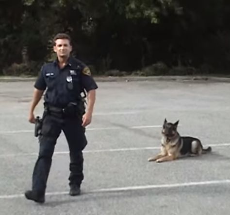 Smartest Police Dog Ever! : AmazingPandph Police Dogs In Action, Police Dogs Humor, Police Dog Training, Cop Dog, German Shepherd Videos, K9 Police Dogs, Truck Memes, Police Canine, Animal Funnies