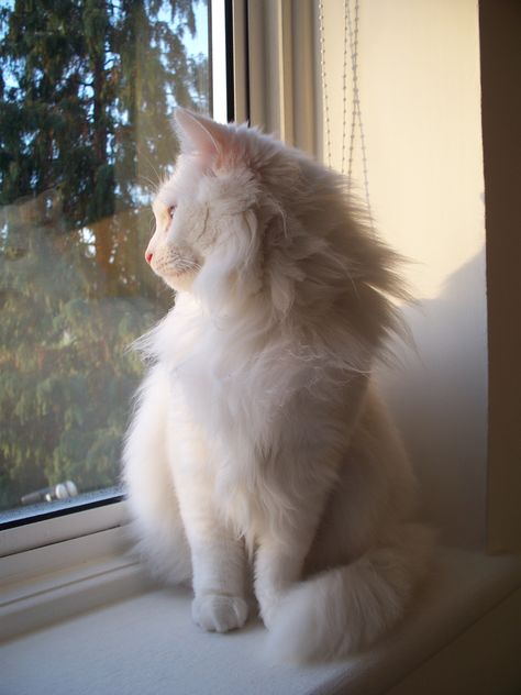 Fluffy White Cat, Fluffy Cat Breeds, Turkish Angora Cat, Angora Cats, White Cats, Cat Facts, Fluffy Cat, Ragdoll Cat, Cat Aesthetic