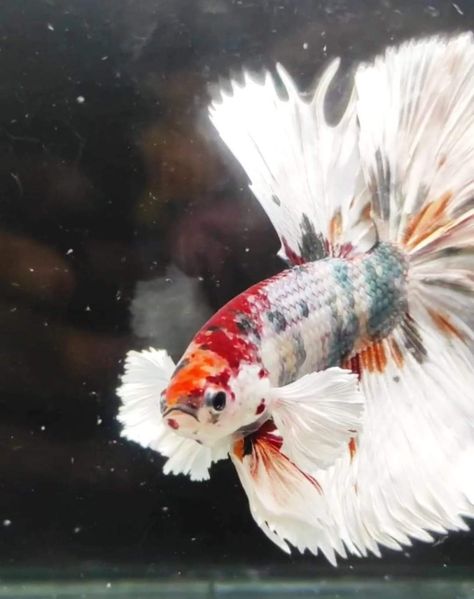 Koi Betta, Sonoma Coast, Aquatic Life, Artisan Gift, California Coast, Betta Fish, Koi, Lashes, National Parks