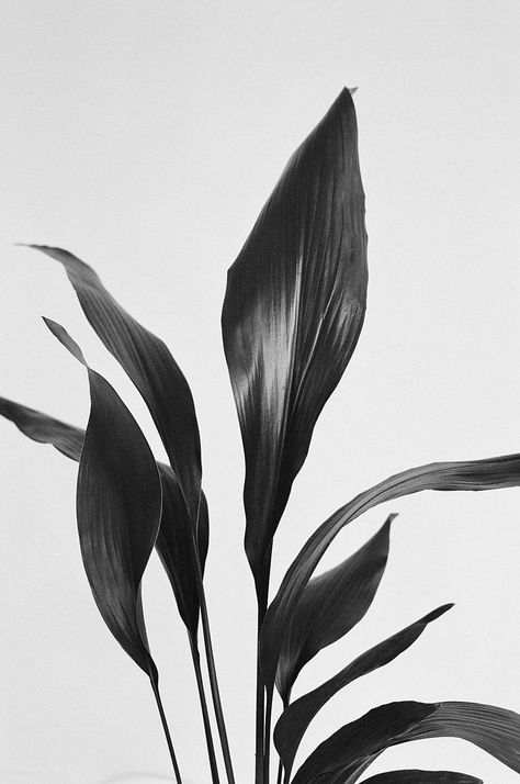 White Wall Art Living Room, Black And White Plant Drawings, Black And White Plants, Plants Black And White, Plant Art Black And White, Black And White Plant Art, Black And White Flower Poster, Palm Black And White, Leaves Black And White