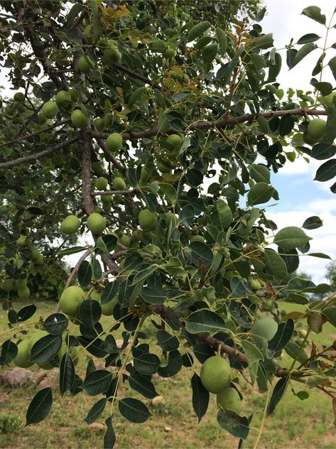 South African Marula Tree Marula Tree, African Botanics, Oil Moisturizer, Body Cleanser, New Caledonia, Facial Oil, Pitcairn Islands, Equatorial Guinea, British Indian Ocean Territory