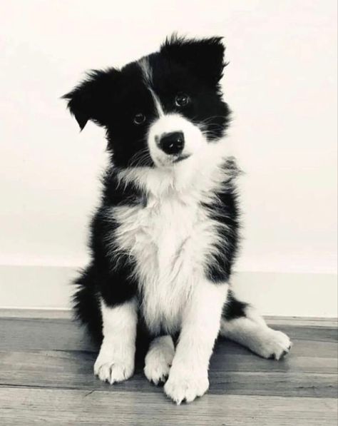 Blue Border Collie, Red Merle Border Collie, Best Farm Dogs, Black And White Border, White Border Collie, Dog Heaven, Border Collie Puppies, Farm Dogs, Black And White Dog