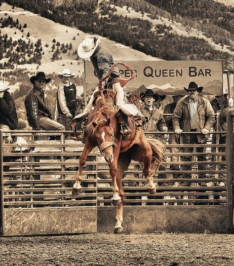 Azteca horse Pura Raza Espanola Yeguada Herrera Caballos Espanoles Caballos Bailadores Andalusian Lusitano Lippizzaner spanish horse Piccador Vaquero Charro Saddle Bronc Riding, Saddle Bronc, Bronc Riding, Country Backgrounds, Rodeo Time, Rodeo Cowboys, Western Photography, Wilde Westen, Western Wall Art