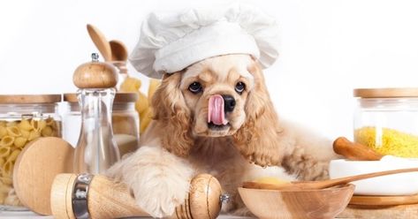 How To Cook For Your Dog In 15 Minutes A Week - Fidose of Reality Low Fat Dog Food, Cooker Dog, Easy Dog Treat Recipes, Diy Dog Food, Fat Dogs, Easy Dog Treats, American Cocker Spaniel, Cocker Spaniel Puppies, Dog Cakes