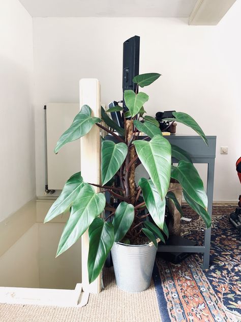 PHILODENDRON RED EMERALD Philodendron Care, Tall Indoor Plants, Large Indoor Plants, Plant Goals, Philodendron Plant, Greenhouse Plants, Best Indoor Plants, Plant Images, Plant Decor Indoor