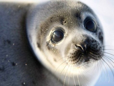 Why is PM Justin Trudeau ignoring the barbaric slaughter of baby seals? Seal Pictures, Cute Animal Faces, Seal Face, Monk Seal, Harp Seal, Conservation Biology, Fur Seal, Sea Shepherd, Marine Pollution