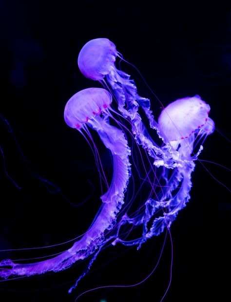 three purple jellyfish digital wallpaper #jellyfish underwater world #neon #glowing #5K #wallpaper #hdwallpaper #desktop Jellyfish Images, Purple Jellyfish, Jellyfish Pictures, Jellyfish Photography, Glowing Background, Blue Jellyfish, Jellyfish Art, Underwater Creatures, Neon Wallpaper