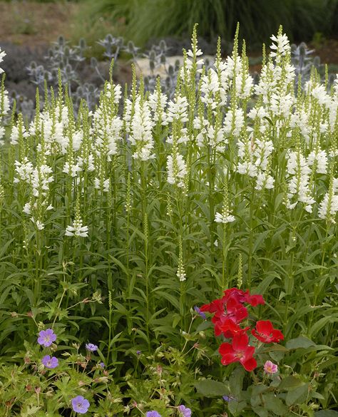 Obedient Plant, Shade Flowers, Bee Friendly, How To Attract Hummingbirds, Attract Butterflies, Drought Tolerant, Pretty Places, Cut Flowers, Manners