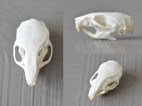 Rat Skull Drawing, Rat Skull Tattoo, Skeletal Reference, Bone Reference, Animals Skull, Rat Skull, Mouse Skull, Skull Study, Anatomy Skeleton