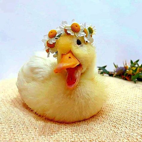 Ducks With Flower Hats, Duck With Flower Hat, Sophia Aesthetic, Duck With Hat, Duck Photography, Quack Quack, Flower Hat, A Duck, Horse Barns