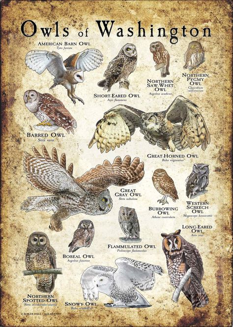 Owls of Washington Poster Print Brazil Animals, Northern Spotted Owl, Western Screech Owl, Elf Owl, Eastern Screech Owl, Owl Species, Spotted Owl, Saw Whet Owl, Short Eared Owl