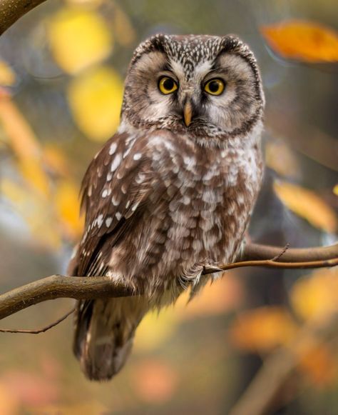 Boreal Owl in Autumn Leaves - A boreal owl camouflaged among autumn leaves. #BorealOwl #Autumn Colorado Birds, Boreal Owl, Autumn Owl, Autumn Things, Owl Face, Nocturnal Birds, Bird Beaks, Burrowing Owl, Reference Pics