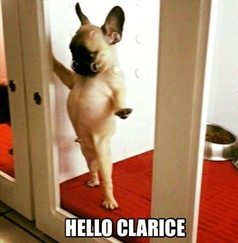 Hello Clarice, It's Cold, Your Mom, Wildlife Photography, Cats Of Instagram, Cute Puppies, Cute Pictures, French Bulldog, Love It