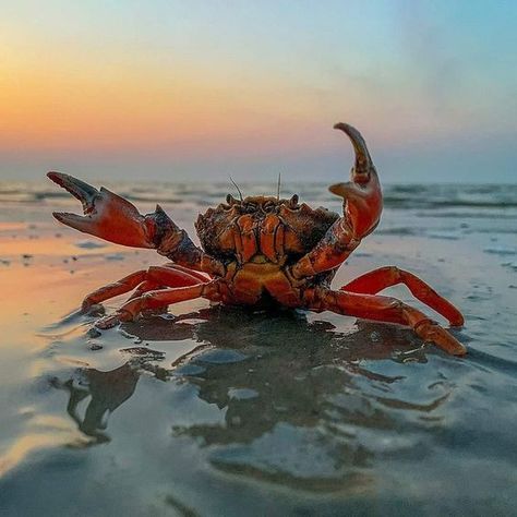 ♔ Crabes - Crabs Lobster In Ocean, Fishing Logos, Australian Prints, Ocean Life Photography, Sea Crab, Tortoise Turtle, Beautiful Sea Creatures, Aquatic Animals, Ocean Water