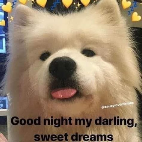 Cute Memes For Her Flirty, Goodnight Wholesome, Good Night Wholesome, Goodnight Cute Images, Goodnight Meme, Cute Goodnight, Wholesome Pictures, Cute Text Quotes, Memes For Him