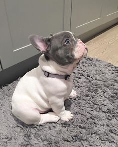 Cute Little Puppies, French Bulldog Puppies, Cute Dogs And Puppies, Bulldog Puppies, Dog Behavior, Baby Dogs, Cute Little Animals, Doberman