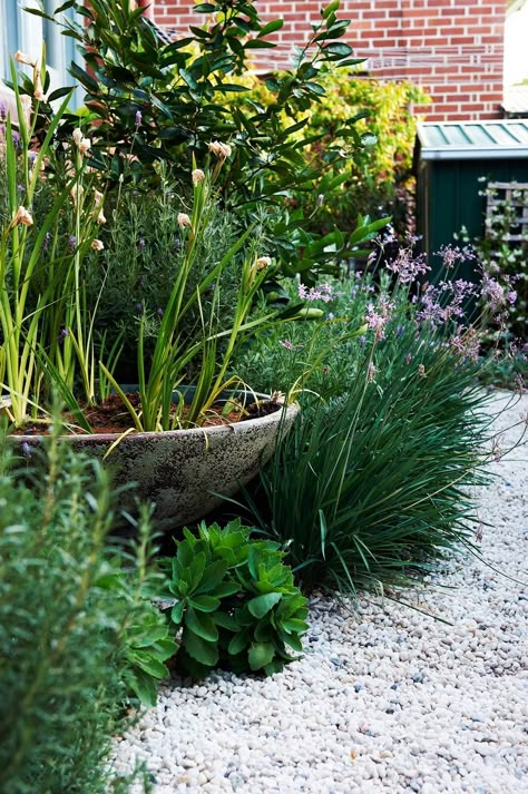 Coastal Rosemary, Sedum Autumn Joy, Society Garlic, Australian Native Garden, Lots Of Plants, Australian Garden, Gravel Garden, Pea Gravel, Native Garden