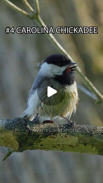 Birds Sounds, Merlin Bird, Bird Sounds, Cardboard Car, Youtube Hacks, Bird Brain, Song Birds, Bird Calls, Doctor's Office