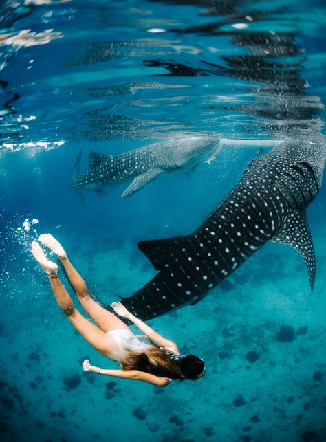 Travel + Photography + Education | Whale Shark Diving in the Philippines | Instagram @hbgoodie Whale Shark Diving, Swimming With Whale Sharks, Underwater Diving, Whale Sharks, Shark Diving, Shark Swimming, Underwater Photos, Philippines Travel, Whale Shark