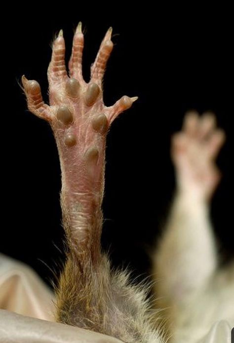 Bald Hamster, Feet Anatomy, Eerie Forest, Fancy Rats, Paw Drawing, Black Rat, Foot Anatomy, Anatomy Bones, Fancy Rat