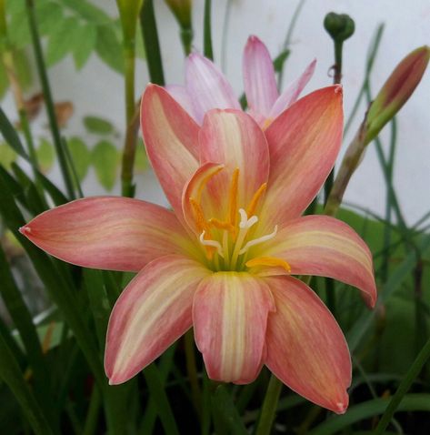 💟 🦜️ 💟 Sunnaa.Love 💟 🦜️ 💟 🌼 🌻 🍀...Semi-Double-Flowered...🍀 🌻 🌼 6-12 Petals & Fresh & Healthy Bulbs. 🌺 🌷 Rain Lily Bulb 🍁 Zephyranthes 🌷 🌺   🌺 " Spring " 🌺 🦋 🍭 🌱 🐝 Flowering Size 🐝 🌱 🍭 🦋 6-12 Petals & Fresh & Healthy Bulbs. 🌼 🐞 🍀...Semi-Double-Flowered...🍀 🐞 🌼 🌼 Zephyranthes 🌼  /ˌzɛfᵻˈrænθiːz/   is a Genus of Temperate  and tropical plants in the Amaryllis Family, native to the Western Hemisphere  and widely cultivated as ornamentals.  🍀There are over 70 recogn Tropic Flowers, Fairy Lily, Fairycore Wallpaper, Rain Lily, Lily Bulbs, Nothing But Flowers, Blush Flowers, Flower Therapy, Pretty Plants