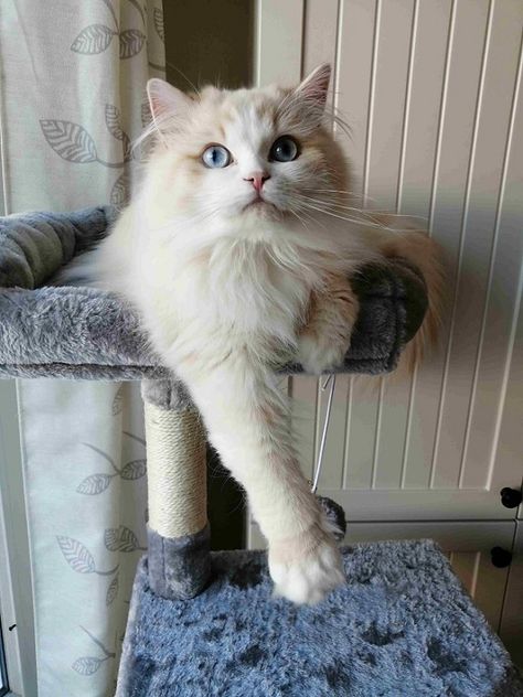 Raggamuffin Cat, Ragamuffin Kittens, Cute Fluffy Kittens, Ragamuffin Cat, Domestic Cat Breeds, Fierce Animals, Ppg And Rrb, Ragamuffin, Reference Pics