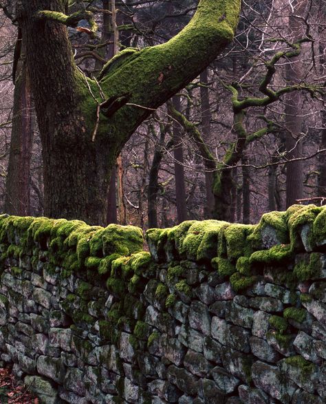 stone wall thick with moss Stone Fence, Enchanted Wood, Dry Stone Wall, Moss Garden, Dry Stone, Dog Fence, Enchanted Forest, Stone Wall, A Tree