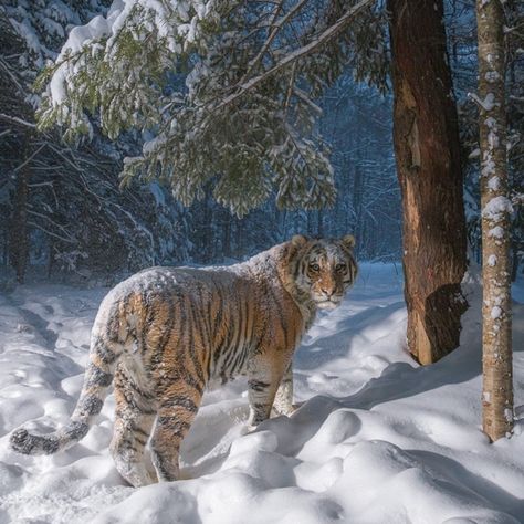 Snow Wallpaper, Amur Tiger, Tiger Pictures, Wildlife Reserve, Siberian Tiger, Endangered Animals, Endangered Species, Animal Planet, Big Cats