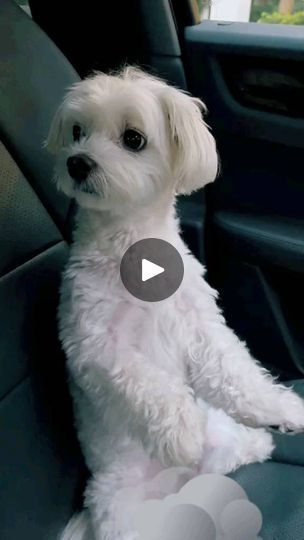 32K reactions · 2.6K shares | omg is cute

🙏 Follow Me: @Maltese_ins__

📸 Credits: kumothemaltese ||+++ Tiktok
(DM for credits | removal. 🙏All rights are reserved by their respective owners)

Tag friend who needs to see this!👇

💥 Shop now!! Click the link in our bio/profile! ⬆️
*
*
*
*
*
#maltese #malteseofinstagram #maltesepuppy #malteselovers #esmaltesecores #malteseofficial #malteser #maltesedog #maltesers #malteselove #malteseworld #malteselover #maltesegram #maltese101 #malteselife #maltesemix #malteseshihtzu #maltesedogs #malteseterrier #malteseoftheday #malteses #maltesenation #maltesepuppies #malteseclub #maltesesofinstagram #malteseofig #maltesecross #maltesepoodle | Maltese | sv3veta · Original audio Baby Maltese, Maltese Shih Tzu, Maltese Poodle, Maltese Mix, Maltese Puppy, Maltese Cross, Maltese Dogs, Maltese, Click The Link