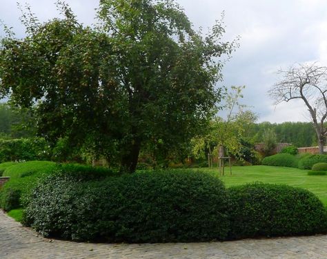 Groene wolken uit osmanthus in landelijke tuinen by Greenhouse Nurseries Osmanthus Burkwoodii, Moss Balls, Garden Accessories, Landscape Design, Borders, Landscape Designs