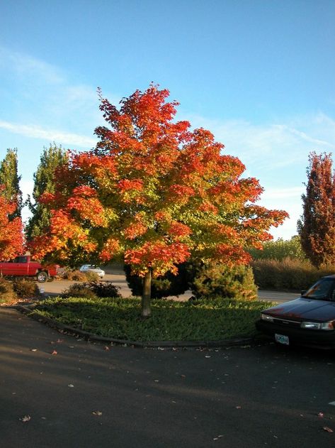 Acer truncatum x platanoides 'Warrenred'

Pacific Sunset® Maple Pacific Sunset Maple, Midwest Gardening, Silver Maple Tree, Tree Hugging, Fall Wallpapers, Street Trees, Red Fall, Secret Gardens, Clay Soil