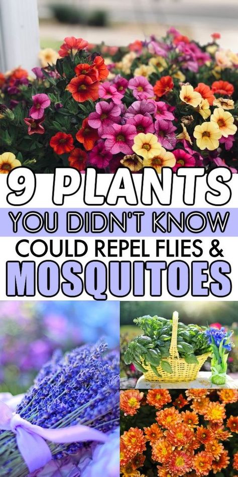 Want to repel bugs from your garden this spring and summer? These pest repelling plants are your answer! Each example in this list is of a plant that repels mosquitoes, flies, or both! #plants #outdoorgarden #gardening #greenthumb #diybunker Mosquito Repelling Plants, Fly Repellant, Mosquito Repellent, Summer Garden, Green Thumb, Outdoor Garden, Bugs, Landscaping, Plants