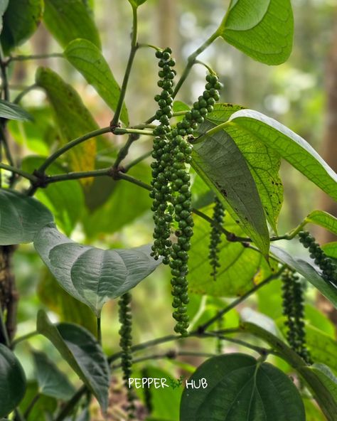 Beautiful corns from 7 year old black pepper plant grown in Rubber tree. Which is the best example of people asking "can we grow black pepper in Rubber trees?" Buy best quality black pepper plants https://www.pepperhub.in/black-pepper-plants/ #pepperhub #blackpepper #blackpepperplants #farming #agriculture #plants #fao #agricultureworld #plantsforsale #spices #blackpeppercultivation Black Pepper Plant, Pepper Plant, Pepper Tree, Small Backyard Gardens, Garden Idea, Pepper Plants, Rubber Tree, Plant Sale, Small Backyard