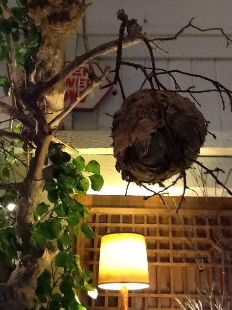 Morning Sun Florist  Hornet nest inside the store! Hornet Aesthetic, Nature Decor Diy, Hornet Nest, Crimson Rivers, Hornets Nest, Rustic Basement, Wasp Nest, Morning Sun, Nature Decor