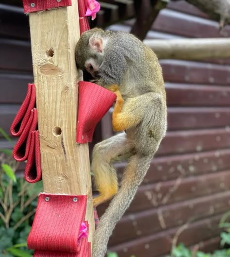 Monkey Enrichment Ideas, Primate Enrichment Ideas, Enrichment For Zoo Animals, Zoo Enrichment Ideas, Zoo Animal Enrichment, Animal Enrichment Ideas, Lemur Enrichment, Monkey Enrichment, Monkey Enclosure