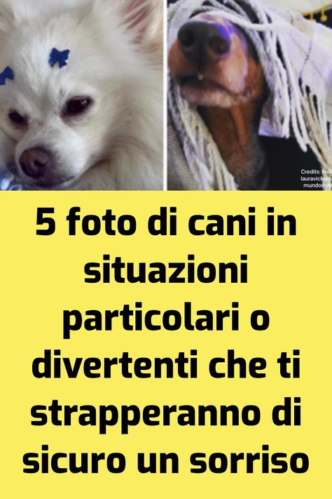 Non sappiamo se i nostri cani si impegnino, delle volte, ad essere così espressivi o se lo siano davvero in maniera del tutto naturale. Quel… L'articolo 5 foto di cani in situazioni particolari o divertenti che ti strapperanno di sicuro un sorriso proviene da il mio cane è Leggenda .