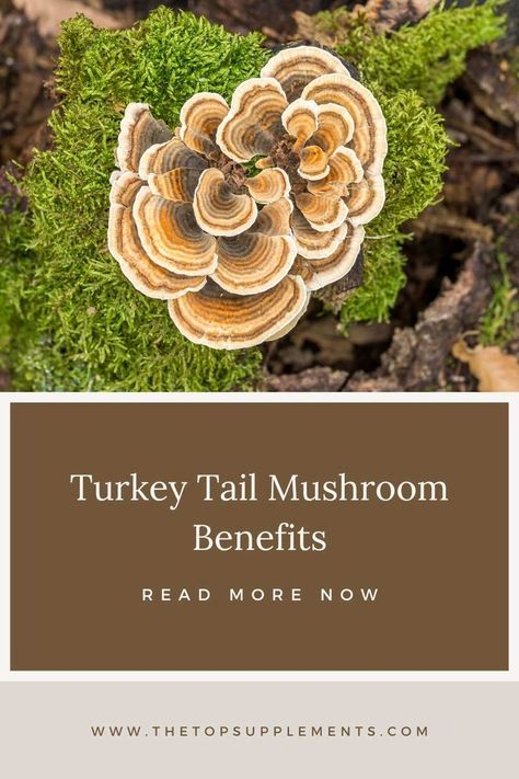 Natural Immune Boosters, Mushroom Benefits, Turkey Tail Mushroom, Turkey Tail, Superfood Recipes, Superfoods, Health Benefits, Natural Remedies, Health Tips