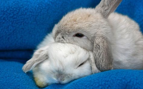 Rabbit Sleeping HD Desktop Wallpaper 19468 - Baltana Bunnies Cuddling, Mini Lop Bunnies, Crazy Bunny Lady, Cutest Bunny Ever, Two Rabbits, Bunny Lady, Rabbit Wallpaper, Beautiful Rabbit, Bunny Care